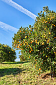 Mandarin-Orangen-Obstgarten mit blauem Himmel