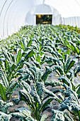 Close-Up of Kale Growing in a Lettuce Tunnel