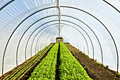 Rocket growing in a salad tunnel