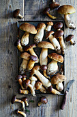 wild edible forest boletus on a metal tray and on a wooden backround