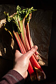 Stalks of hand picked fresh Rhubarb fruit