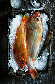 Freshly caught redfish on ice in an old wooden crate on a dark background