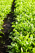 Growing rocket in close-up and detail shot