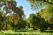 Mandarin Orange Orchard Landscape