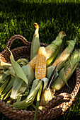 A basket of fresh corn cobs sitting in the grass.