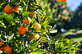 Nahaufnahme von Mandarin-Orangen an einem Baum