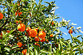 Nahaufnahme von Mandarin-Orangen an einem Baum mit blauem Himmel