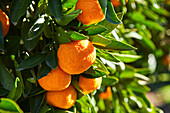 Nahaufnahme von Mandarin-Orangen an einem Baum