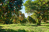 Mandarin Orange Orchard Landscape