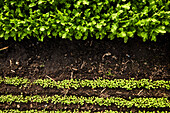 Top view of growing rows of rocket