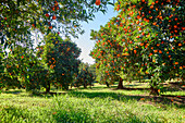 Mandarin Orange Orchard Landscape