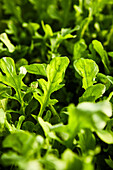 Arugula Growing Close-Up and Detail Shot