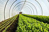 Rocket growing in a salad tunnel.