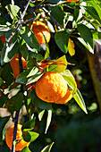 Nahaufnahme von Mandarin-Orangen an einem Baum