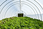 Kale and Swiss Chard Growing in a Lettuce Tunnel