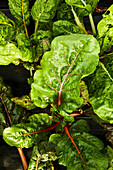 Close-up of chard growing in a salad tunnel