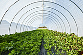 Green cabbage and chard growing in a salad tunnel