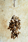 Black morel mushrooms strung on a thread and hung to dry