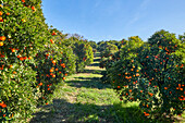 Mandarinen-Obstgartenlandschaft mit blauem Himmel