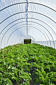 Kale and Swiss chard growing in a salad tunnel