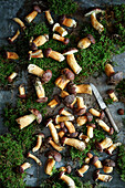 Freshly picked porcini mushrooms on a metal background with moss