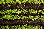 Top view of rows of growing baby rocket