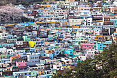 Farbenfrohe Häuser im Gamcheon Culture Village, Busan, Südkorea, Asien