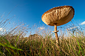 Slender parasol mushroom (Macrolepiota mastoidea) growing on grassland, United Kingdom, Europe