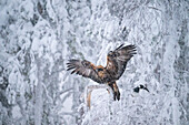 Steinadler (Aquila chrysaetos) bei der Landung auf einem Ast im Schneefall, Finnland, Europa