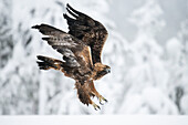 Golden eagle in flight over snow covered field, Finland, Europe