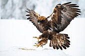 Golden eagle (Aquila chrysaetos) landing on carcase, Finland, Europe