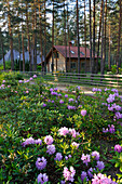 Haus in einem Küstenkiefernwald in Kemeri, Jurmala, Golf von Riga, Lettland, Baltikum, Europa