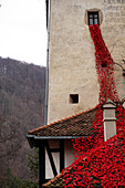 Schloss Bran, (Dracula-Schloss) erbaut von Sachsen im Jahr 1377, die das Privileg von Ludwig I. von Ungarn erhielten, Bran, in der Nähe von Brasov, Transsilvanien, Rumänien, Europa