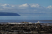 The intertidal zone of the Quantock Coast, containing an abundance of geology and wildlife, a Site of Special Scientific Interest (SSSI), West Somerset, England, United Kingdom, Europe