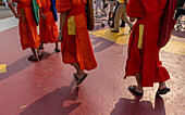 Monks attending the Makha Bucha Buddhist celebrations where relics of Buddha are enshrined at the Royal Park Rajapruek, Chiang Mai, Thailand, Southeast Asia, Asia