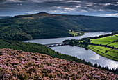 Ladybower Reservoir and Win Hill in summer from heather clad Derwent Edge, Peak District National Park, Derbyshire, England, United Kingdom, Europe