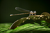 Libelle, SarapiquA?, Costa Rica, Mittelamerika