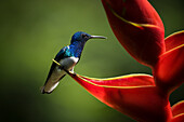 White-necked Jacobin Male Hummingbird, Lowland rainforest, Sarapiqui, Costa Rica, Central America