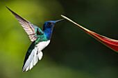 Weißhals-Jakobinenkolibri, Tieflandregenwald, Sarapiqui, Costa Rica, Mittelamerika