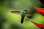 Weißhals-Jakobinenkolibri, Tieflandregenwald, Sarapiqui, Costa Rica, Mittelamerika