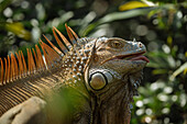 Grüner Leguan (Iguana iguana), Provinz Alajuela, Costa Rica, Mittelamerika