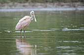 Rosalöffler, Cano Negro, Provinz Alajuela, Costa Rica, Mittelamerika