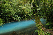 RA?o Celeste, Parque Nacional Volcan Tenorio, Provinz Alajuela, Costa Rica, Mittelamerika