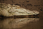 Amerikanisches Krokodil (Crocodylus acutus), Tarcoles-Fluss, Garabito, Provinz Puntarenas, Costa Rica, Mittelamerika