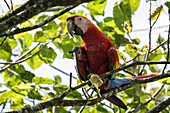 Scarlet Macaw (Ara macao), SarapiquA?, Costa Rica, Central America