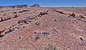 A very long fossilized tree along the Long Logs Trail at Petrified Forest National Park, Arizona, United States of America, North America