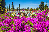 Blühende Blumen auf dem Italienischen Friedhof in Asmara, Eritrea, Afrika