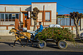 Pferdewagen in den Straßen von Asmara, Eritrea, Afrika