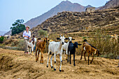 Ziegenherde im Hochland von Eritrea, Afrika