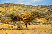 Traditionelle Art, Stroh in einem Baum zu lagern, im Hochland von Eritrea, Afrika